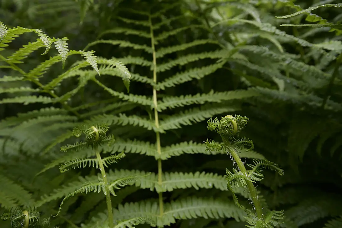 Aira Force Ferns