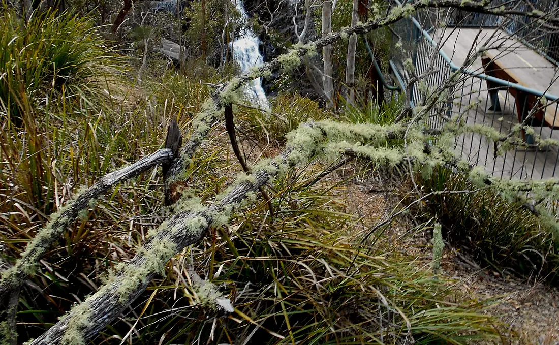Old Man's Beard, a lichen, above Apsley Falls in Oxley Wild Rivers Nationals Park