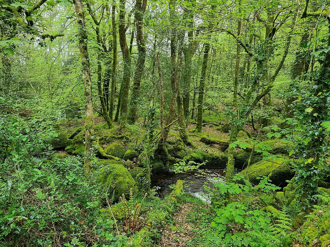 Becky Falls, Newton Abbott (20911)