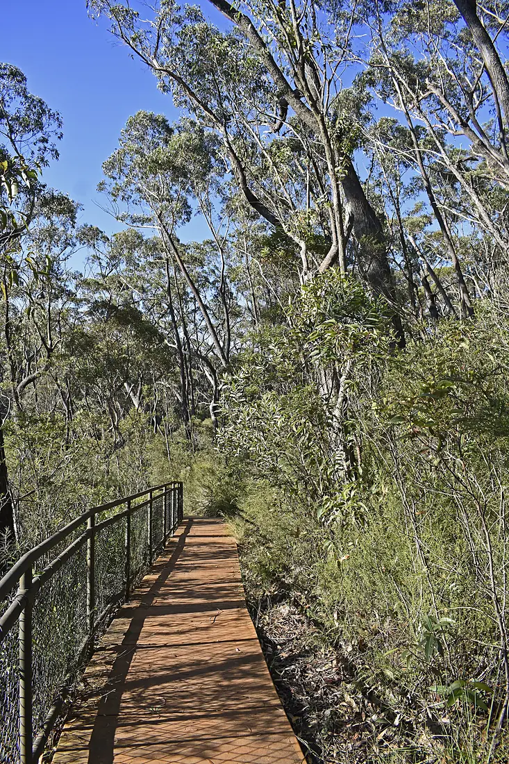 Budderoo NP Carrington Falls Loops Track behind Falls View
