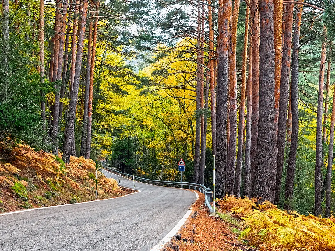 14--25-10-2020-Otoño-en-el-abedular-Web- (50536780321)
