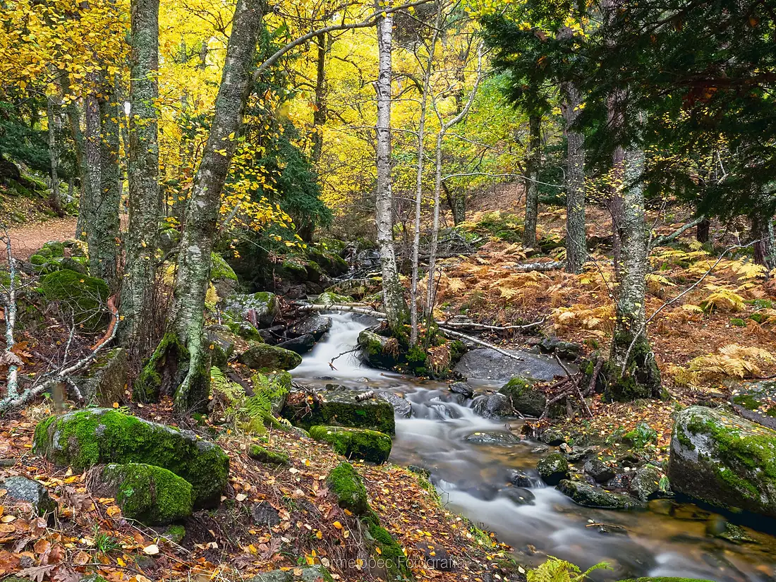 32--25-10-2020-Otoño-en-el-abedular-Web- (50556165816)