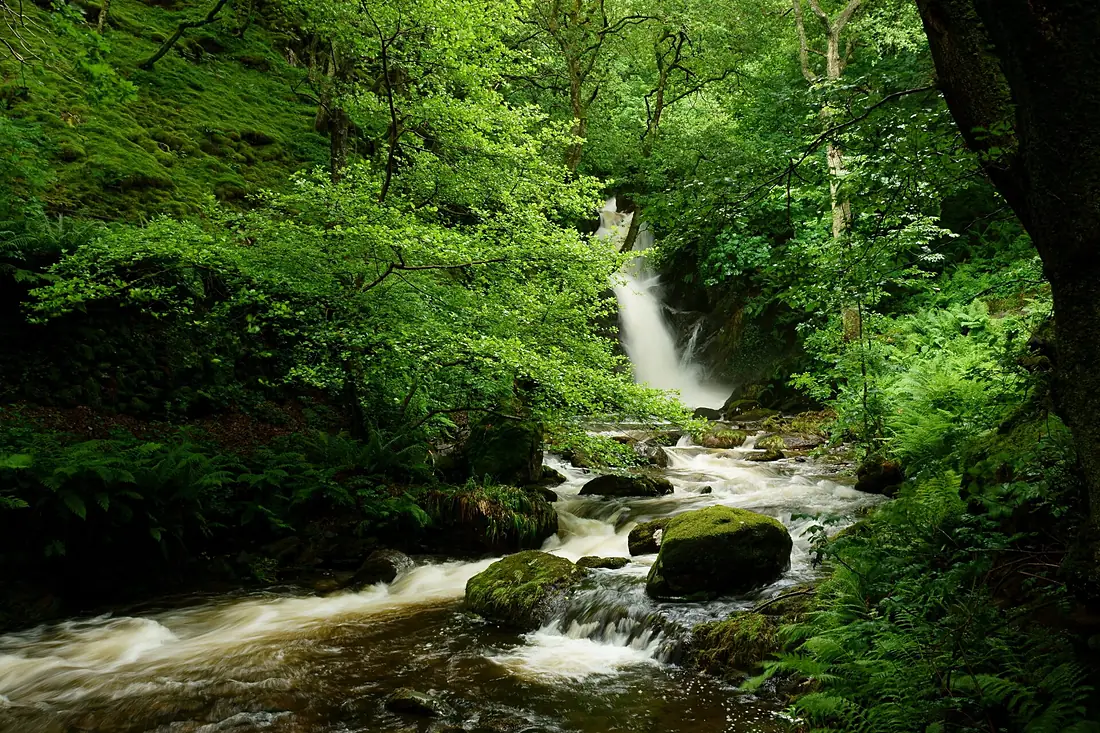Dolgoch Falls (7473600872)