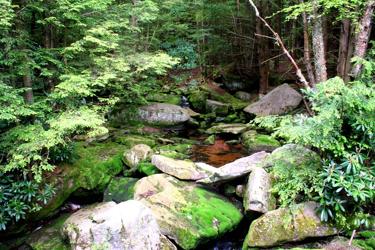 Elakala-Creek ForestWander