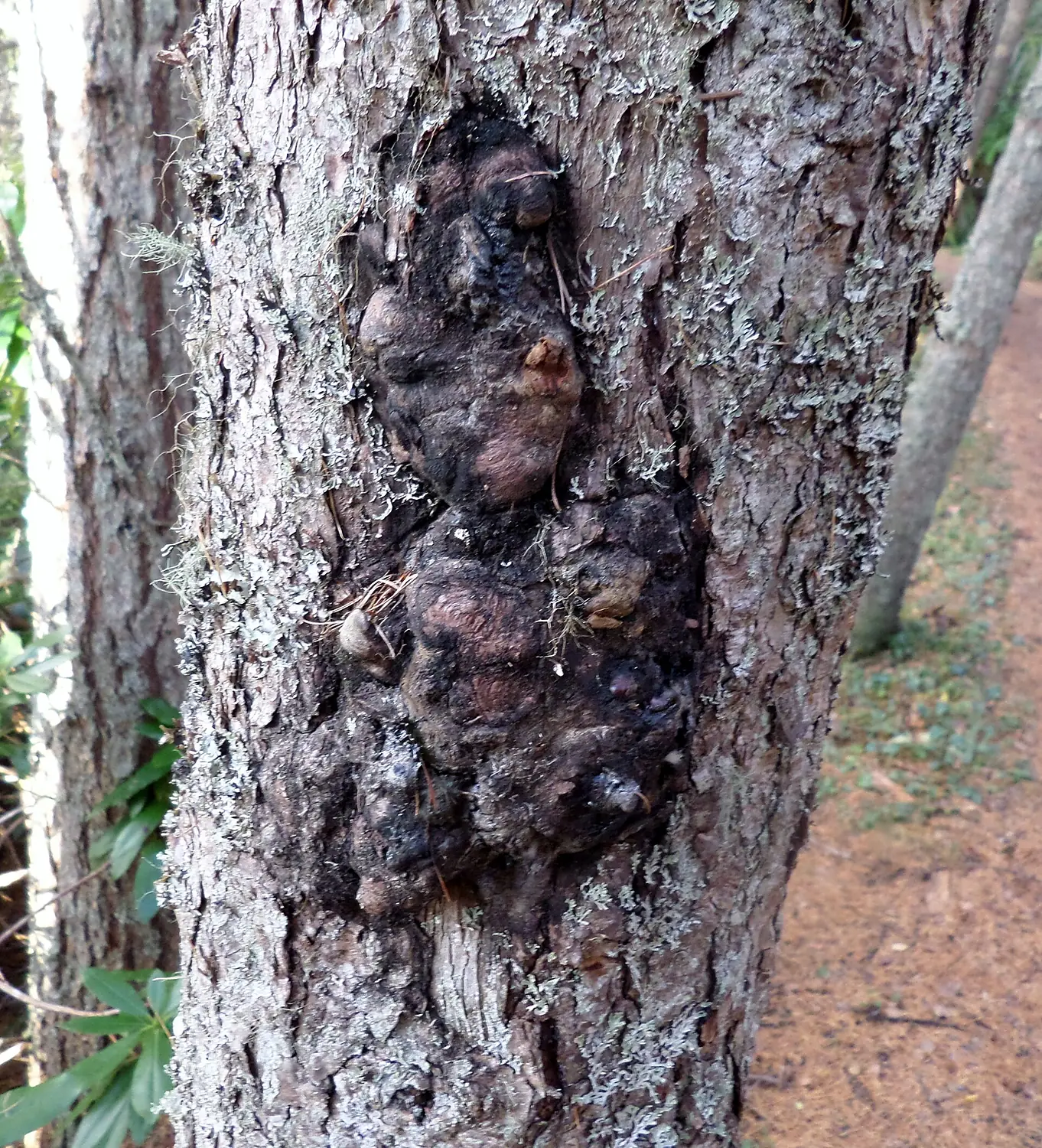 Burr on Scots Pine, Falls of Bruar, Blair Atholl, Perth & Kinross