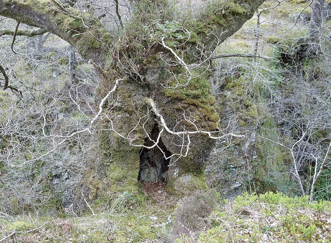 Ancient Sessile Oak (Quercus petraea), Falls of Cruachan. Epiphytes