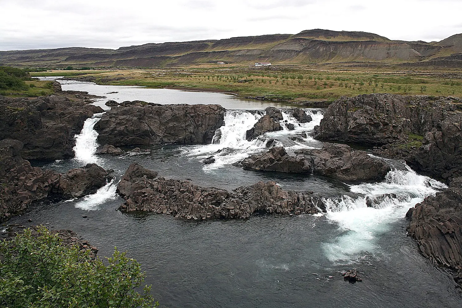 Norðurá (Mýrar) 5561