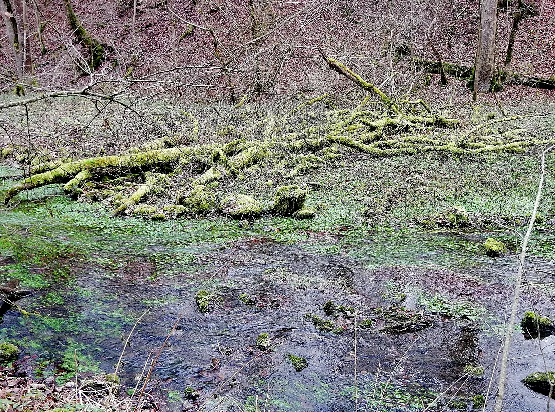 Hasenbach - panoramio (1)