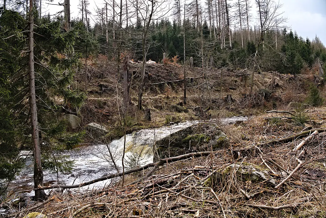 Ilsefälle Harz 2022-04-08 01