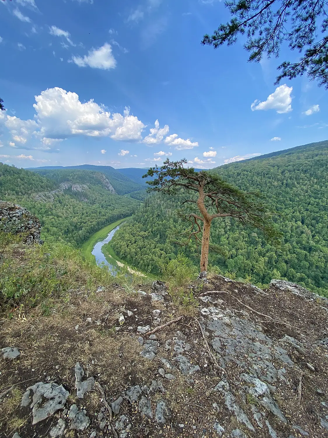 Сосна на водопаде Куперля