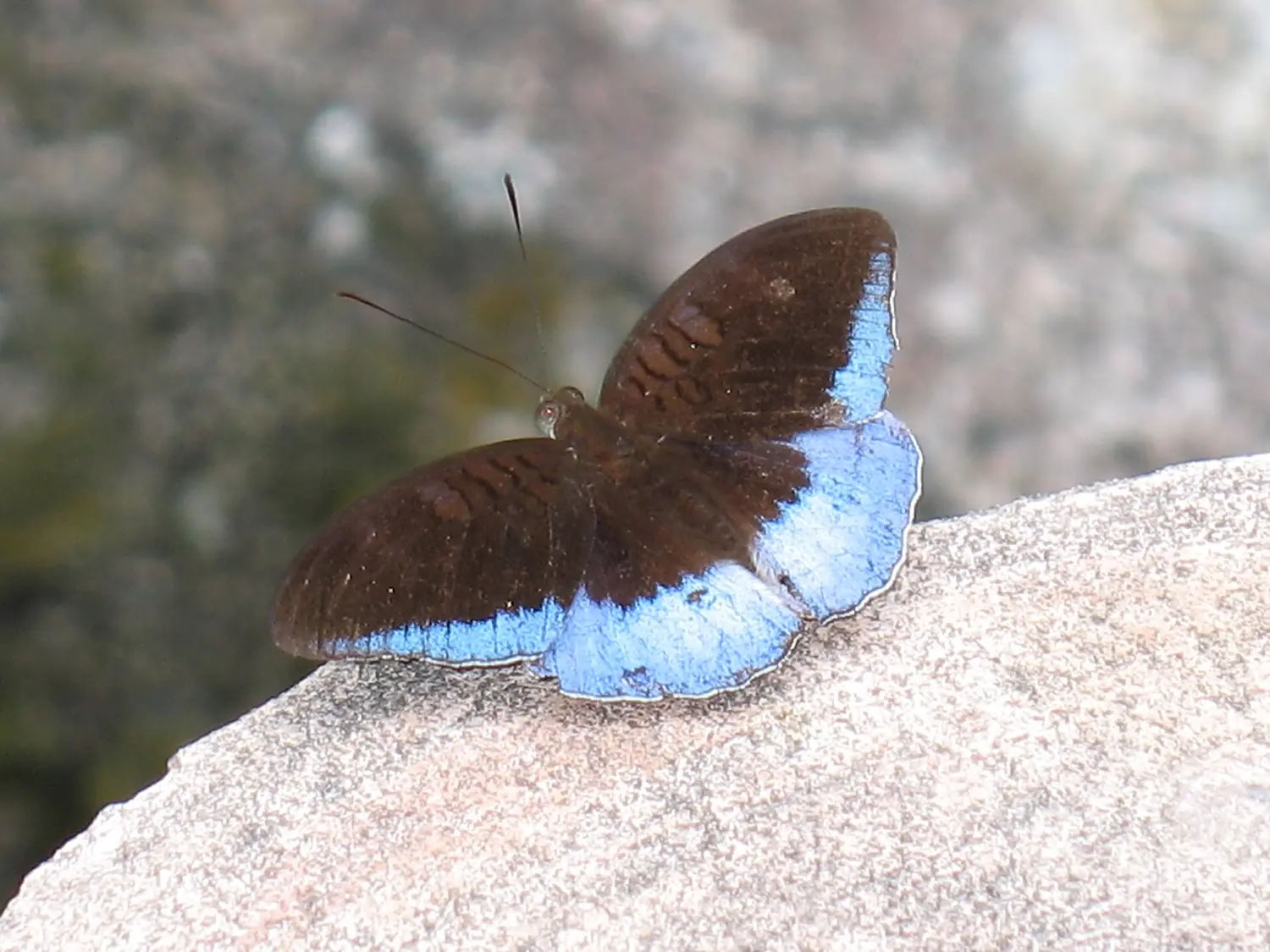 Butterrfly at Lata Iskandar Waterfall - panoramio