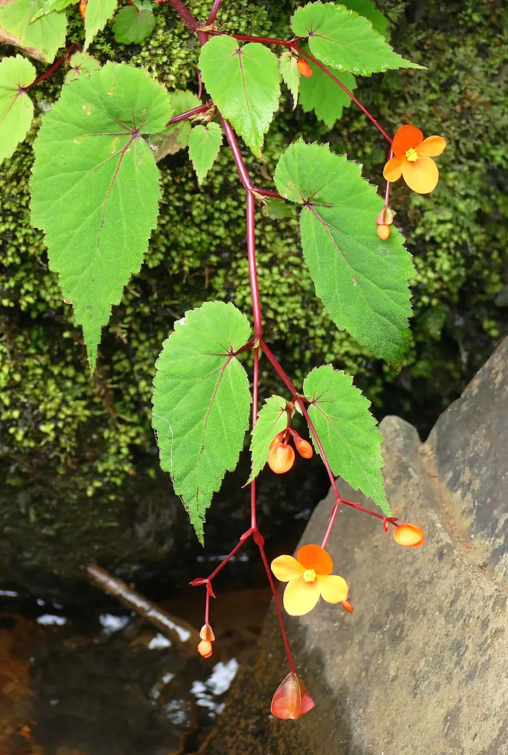 Sutherland's Begonia (Begonia sutherlandii) (32900023398)