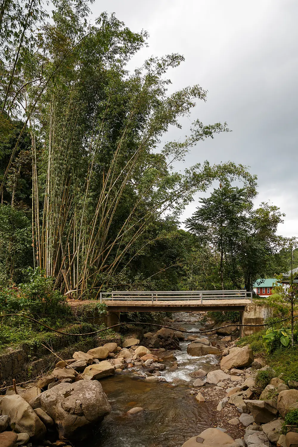 Mahua Sabah Bamboo-trees-at-Sungai-Mahua-01