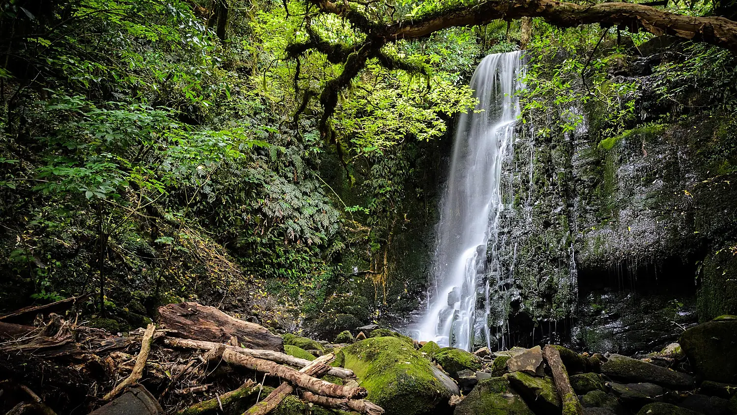 Matai Falls NZ 15