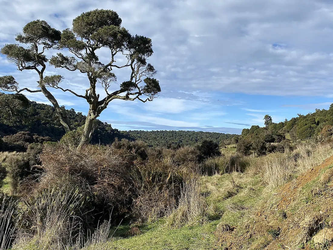 Beautiful Southland bush at Macleans Falls (50187451882)