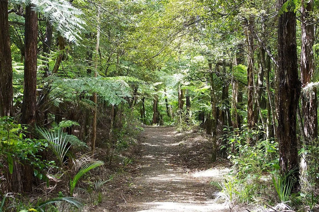 Mokoroa Falls Track