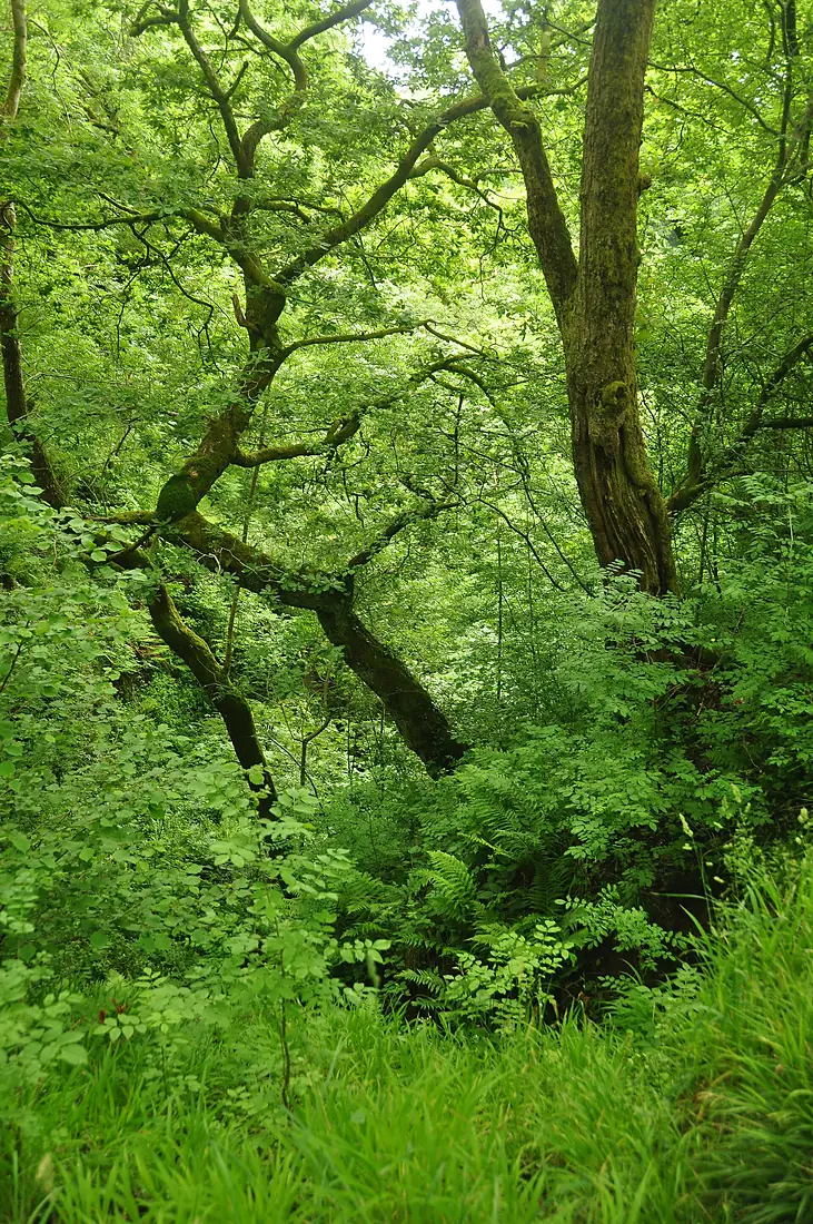 Forest near Henrhyd falls (9146)