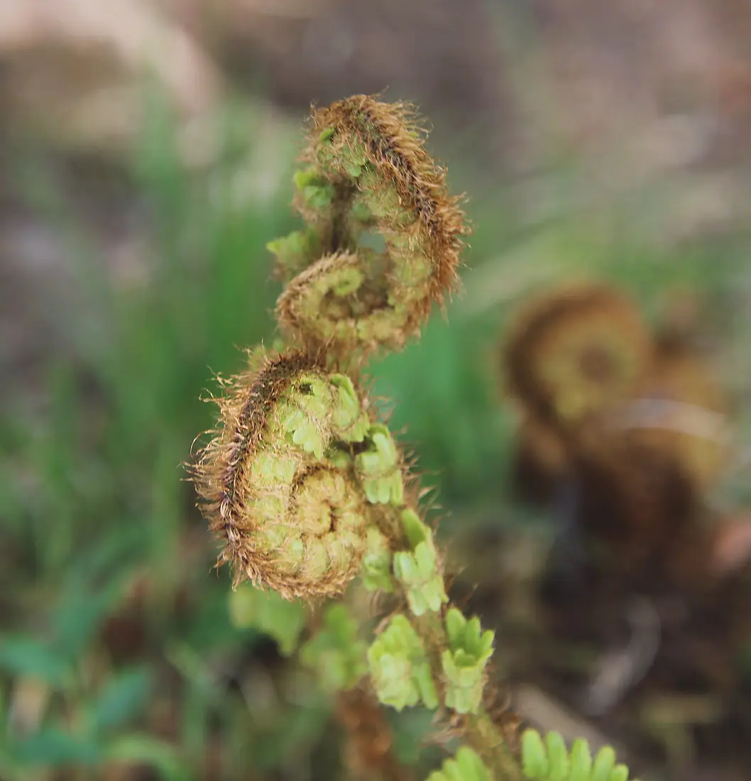 Fern fronds unfurling - Steall Falls
