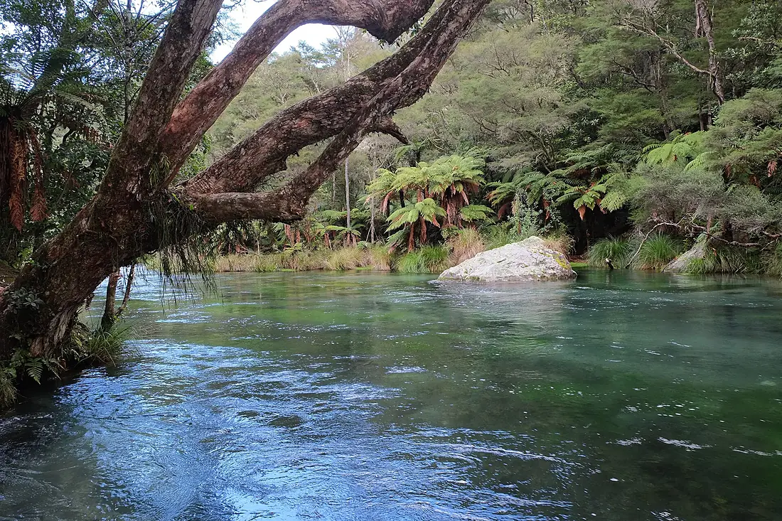 Tarawera River, overhanging branches