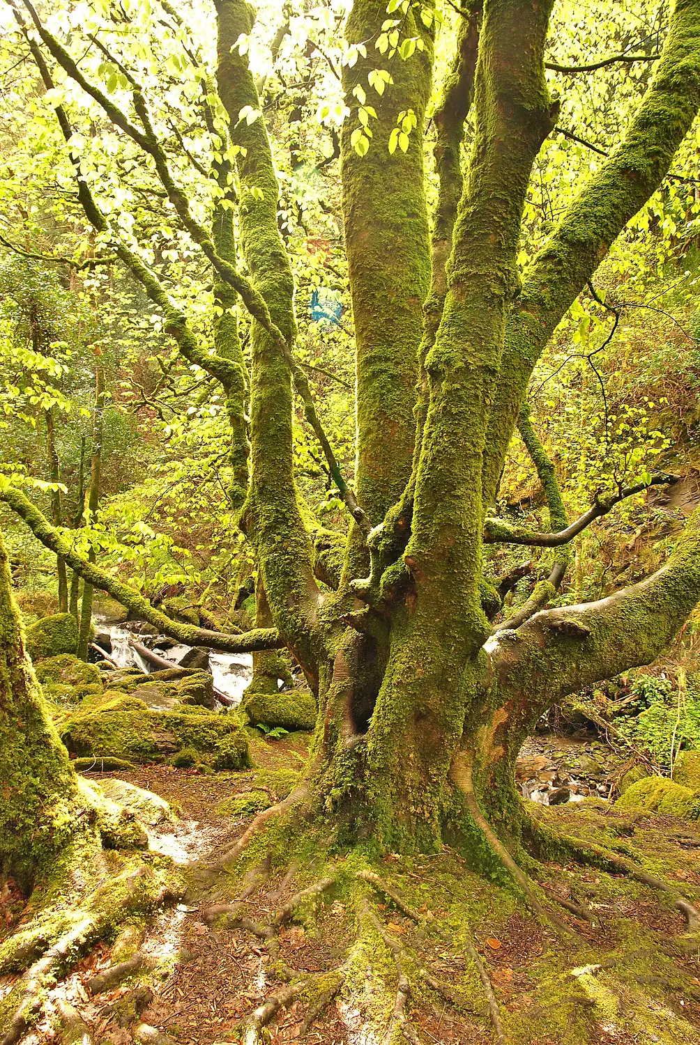 Killarney National Park - Torc Waterfall (7107436777) (2)