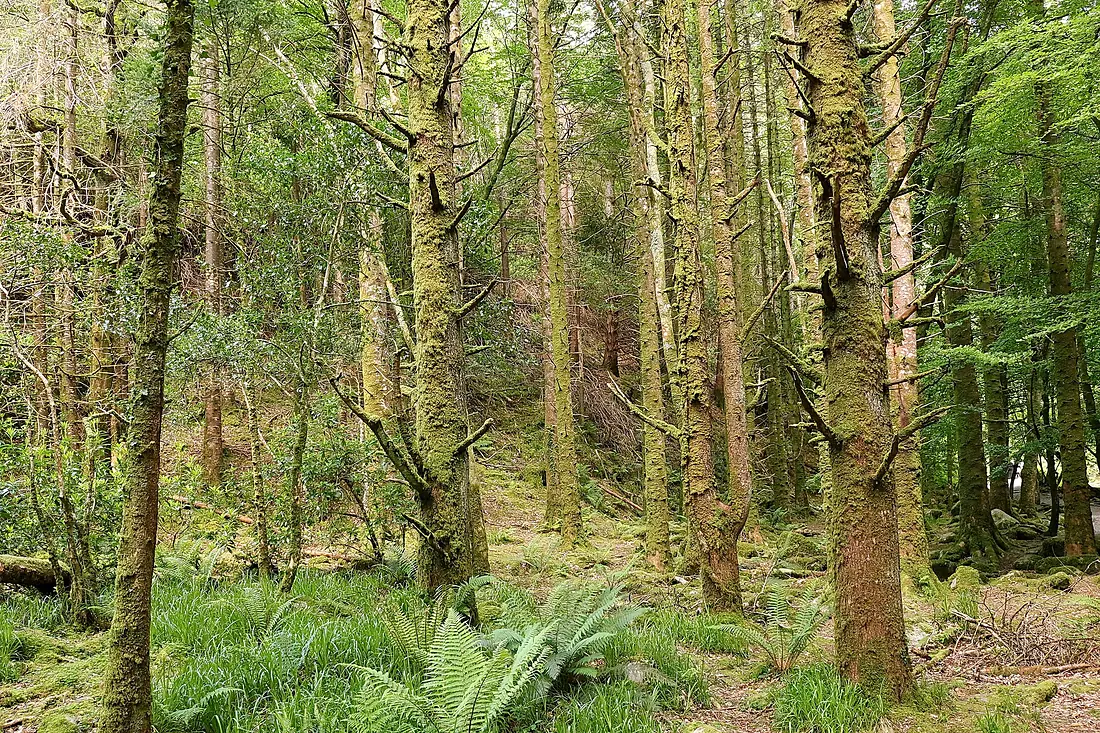 Path to Torc Waterfall, Killarney National Park, Ring of Kerry (506627) (27645792933)