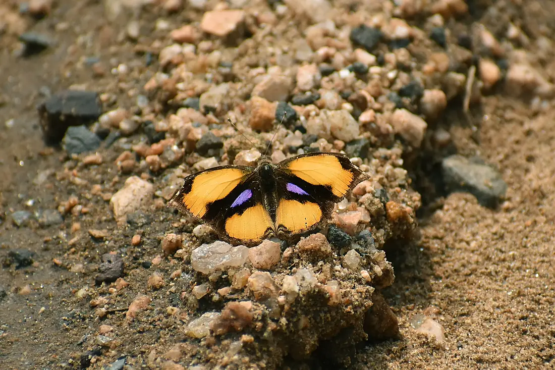 Open Wing Basking of Junonia hierta (Fabricius, 1798) - Yellow Pansy WLB DSC 9844a