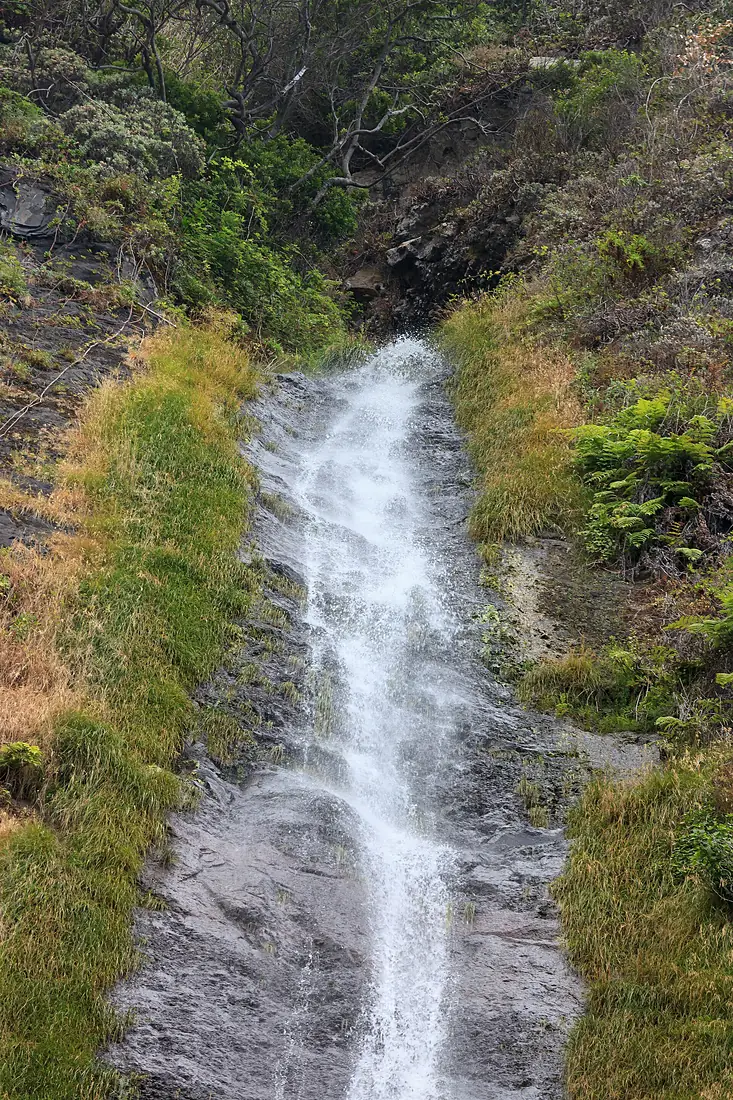 2016- Corga próxima ao Véu da Noiva. Madeira. Portugal-3