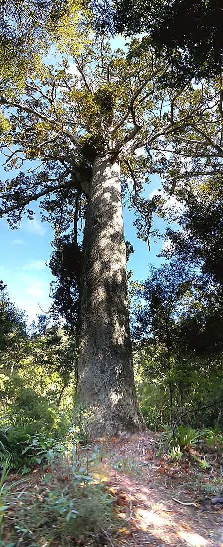 Waitakere, Auckland, New Zealand - panoramio (4)