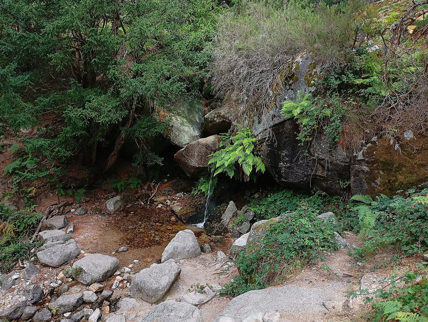 Chorro del Árbol Viejo