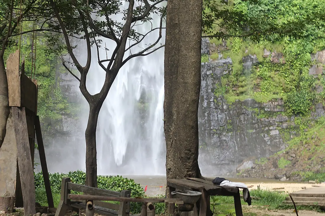 Am example of the rich timber around the falls